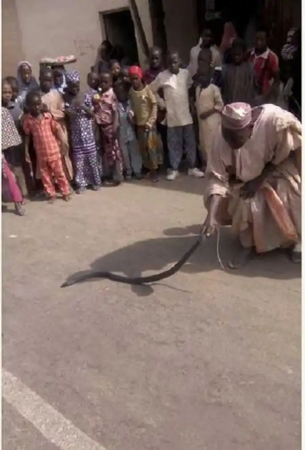 See Old Man Seen Playing with Poisonous Snake in Front of Children in Zamfara (Photos)